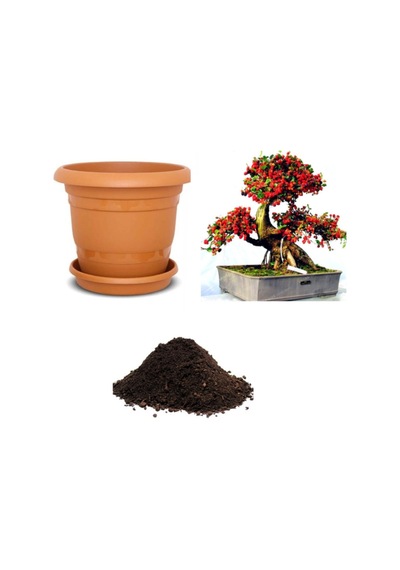 Ithal Karadut Bonsai Ağacı Tohumu Ekim Seti