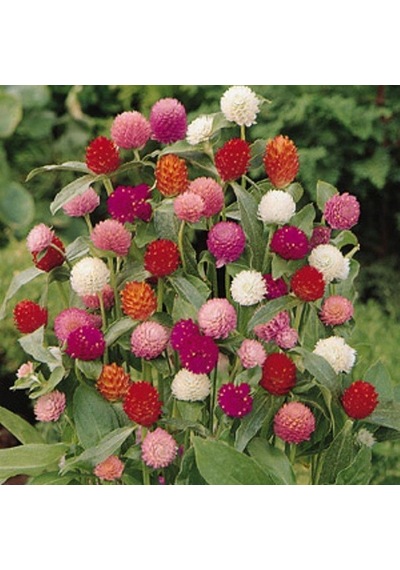 Gomphrena Globosa Karışık Renkli Medine Çiçeği Tohumu 50 Tohum
