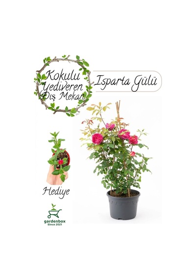 Formlu Yoğun Kokulu Pembe Gül Fidanı 1 Adet Saksılı 30-60cm+ Buz Çiçeği