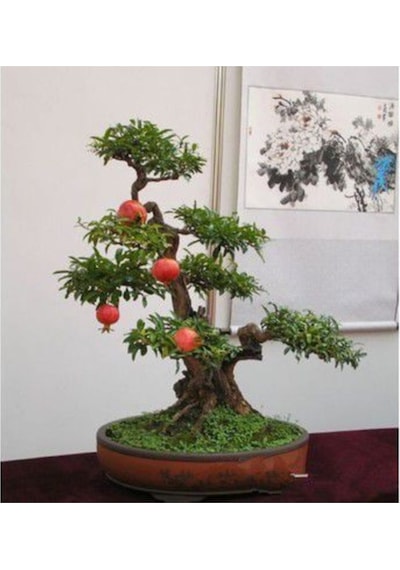 Nadir Ithal Bodur Nar Bonzai Ağacı Tohumu 5 Tohum Bonsai Tohumu