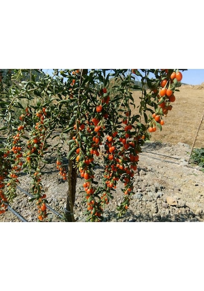 Kırmızı Goji Berry Fidanı Nq1 Meyve Verme Durumunda 120-150 Cm