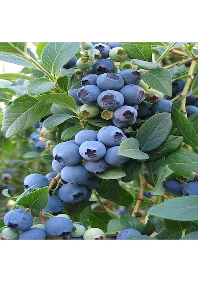 Yaban Mersini Fidanı Blueberry Bluecrop Saksıda