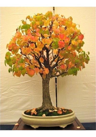 Ithal Katsura Bonsai Ağacı Tohumu Ekim Seti