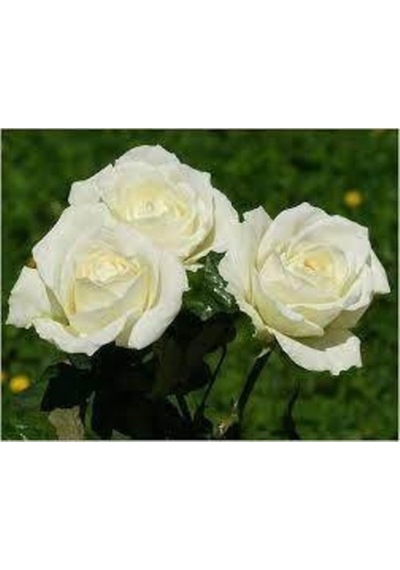 Vanilya Beyazı Gül Fidanı 15-25 Cm