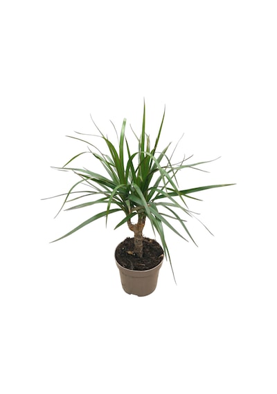 Dracaena Marginata Dragon Ağacı