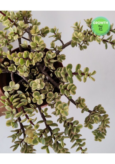 Portulacaria Afra Variegata Fil Azığı 1 Adet