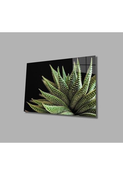 Siyah Arka Fon Aleovera Çiçek 4mm Dayanıklı Cam Tablo Temperli Cam, Black Background Aloe Vera Flowe