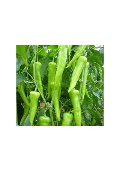 Çarleston Biber Tohumu - Kaliteli Ve Verimli - 5 Gram