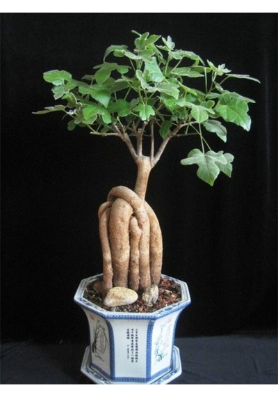 Japon Kavağı Bonzai Ağacı Tohumu 5 Adet Bonsai Ağacı Tohumu