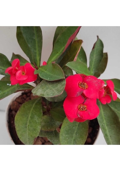 Videolu Kırmızı Milli Dikenler Tacı 1 Adet Saksılı 15-30cm Salon Bitkisi Kaktüs Euphorbia