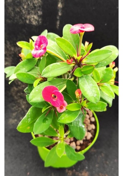 Videolu Pembe Renk Milli Dikenler Tacı Çiçeği Fidanı 15-25 Cm Saksılı Pink Euphorbia
