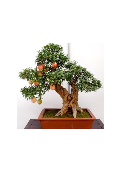 Bonsai İçin Uygun Süs Narı Tohumu 5 Adet