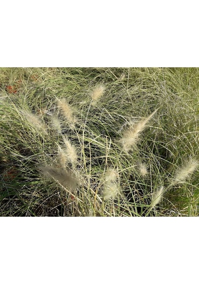 Pennisetum Otsu Bitki 20 Adet
