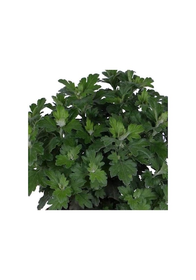 Kasımpatı Saksı Da Chrysanthemum Kırmızı Renk 10-20 Cm