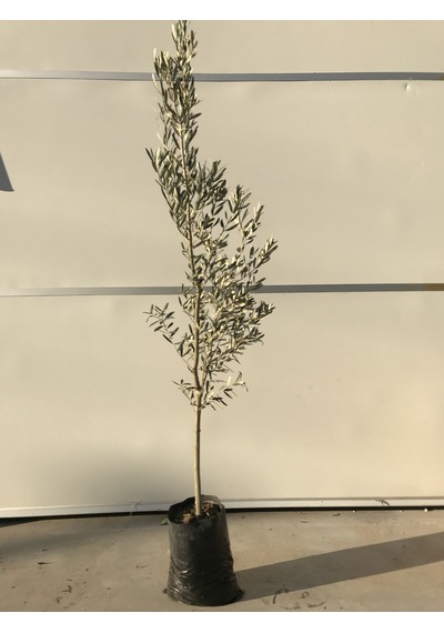Tüplü Zeytin Ağacı Fidanı Gemlik Zeytin Fidanı