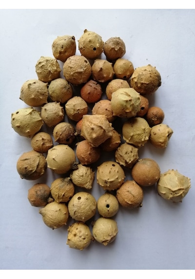Meşe Mazısı Beyaz 250gr
