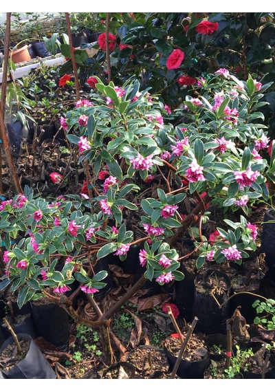 Kafkas Gülü Daphne Kokulu 20-35 Cm Tüplü