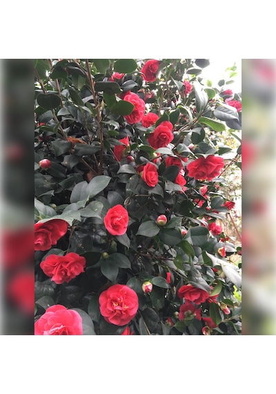 Kamelya Kırmızı 50/80 Cm