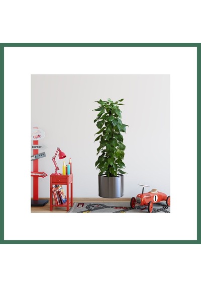 En-cag Saksılı Bitki Tasarımlı Yapışkanlı Sticker Resim 90 30 Cm Mc-665 Bss Çok Renkli