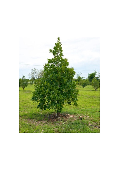Videolu Mis Kokulu 1 Adet Defne Ağacı Fidanı 60-120cm Saksılı\tüplü Laurel Tree Sapling