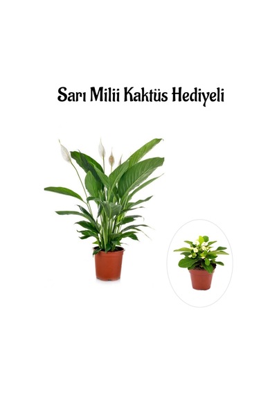Sevgililer Gününe Özel Hediyelik Beyaz Barış Çiçeği Sarı Milli Kaktüs Hediyeli