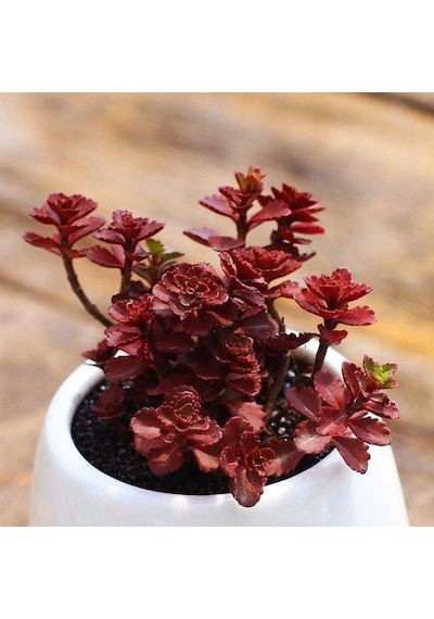 Sedum Vodoo Kırmızı Dam Koruğu Yer Örtücü Yayılıcı Bitki 45 Ade