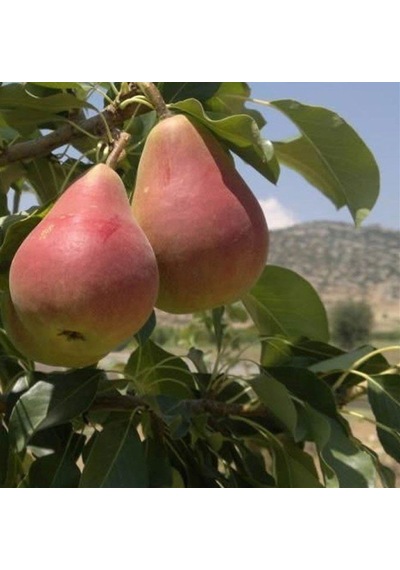 Etruşka Armut Fidanı 3 Yaş Tüplü ve Aşılı