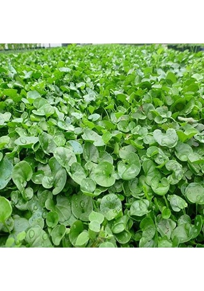 Dlf Fare Kulağı Çim Tohumu - Dichondra Repens 1 Kg