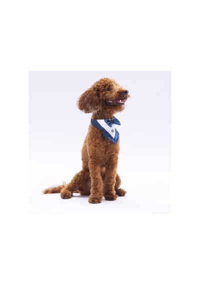 Pawstar Lacivert Smokin Kedi Köpek Fuları Pet Bandanası