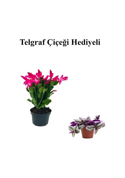 Kadınlar Gününe Özel Pembe Renk Yılbaşı Çiçeği-kaktüsü Telgraf Hediyeli