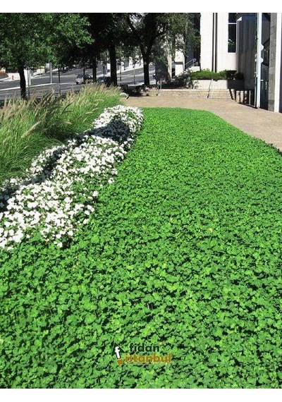 Fare Kulağı TohumuDichondra Repens1 KG