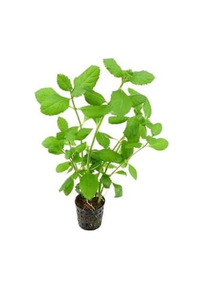 Hygrophila Difformis 4-6 Kök Canlı Bitki Standart