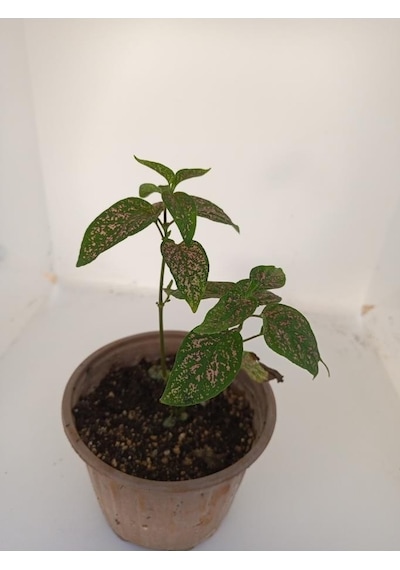 Fittonia Hostes Çiçeği Yeşil Yaprak Pembe Benek 10-20 Cm