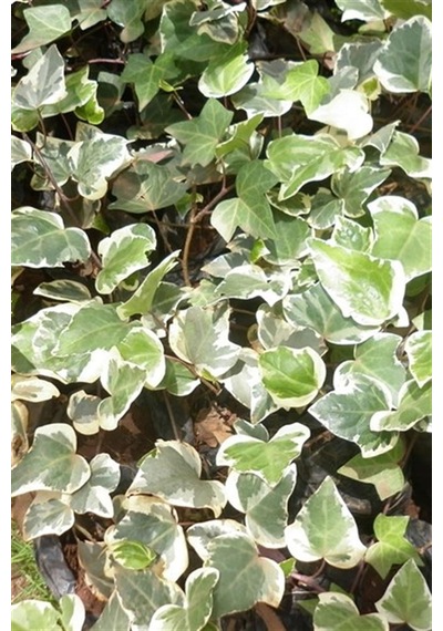 Alacalı Orman Sarmaşığı - Hedera