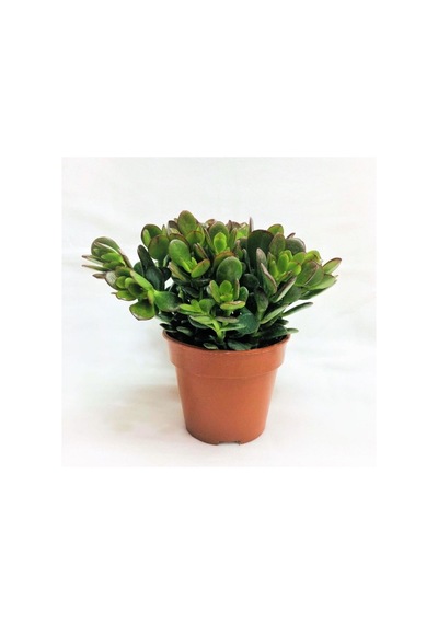 Para Çiçeği Fidesi Fidanı 10-20 Cm
