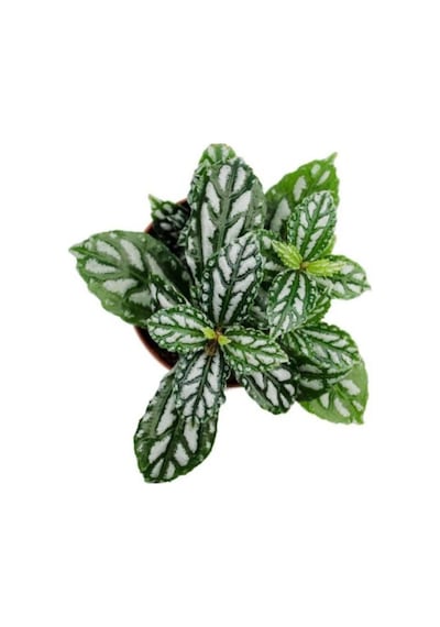 Pilea Cadierei Karyağdı Çiçeği Iç Mekan Bitkisi 10-20 Cm