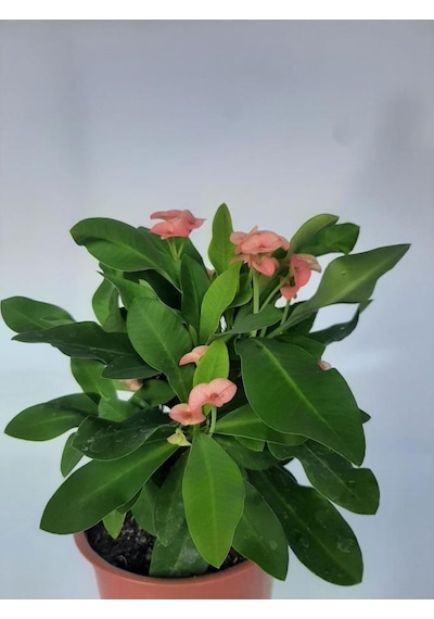 Pembe Japon Iğnesi Dikenler Tacı Euphorbia Milii Fidanı 10-20 Cm