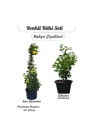 2 Li Çiçek Seti Saksılı Sarı Yasemin & Filbahri 30-50cm Boy Aralığı