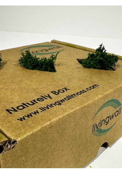 Reindermoss Şoklanmış Norveç Yosunu Terarium Yosunu Grass Green Light 100 Gr.