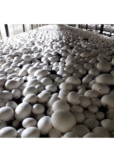 3000 Adet Beyaz Şapkalı Kültür Mantarı Tohumu