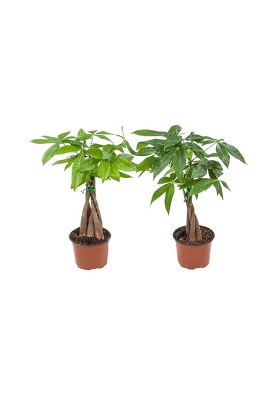 Para Ağacı – Pachira Aquatica 20- 30 cm