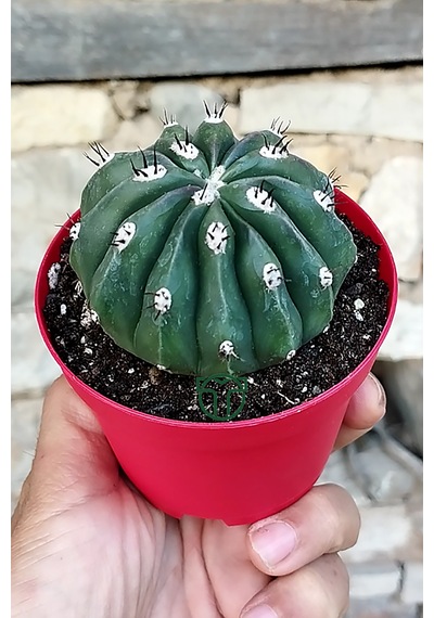 Melocactus Maxonii Inermis Nadir Tür Koleksiyonluk Kaktüs