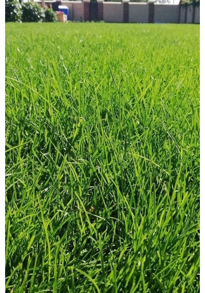 Ithal Çim Tohumu 6 Lı Karışım- Basmaya Dayanıklı 7 Günde Çimlenir 2 Kg