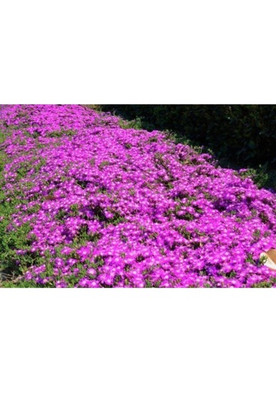 10 Adet Acem Halısı Çiçeği Fidanı 5-15 Cm Tüplü Çiçekli Bodur Drosanthemum Floribundum