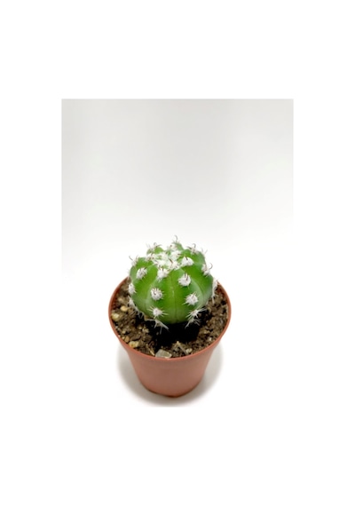 Serada Decor Plant Echinopsis Subdenudata Kaktüs