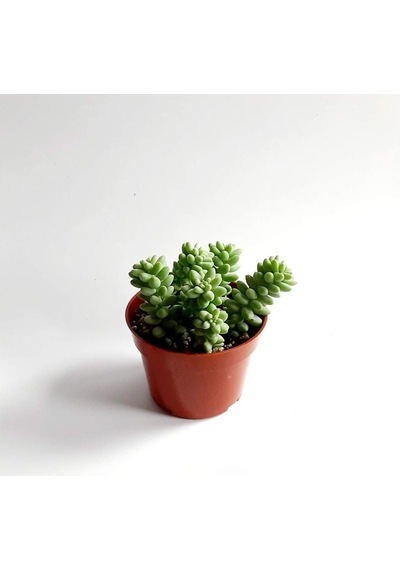 Serada Decor Plant Sedum Burrito Morganianum Eşek Kuyruğu Sukulent Bitki