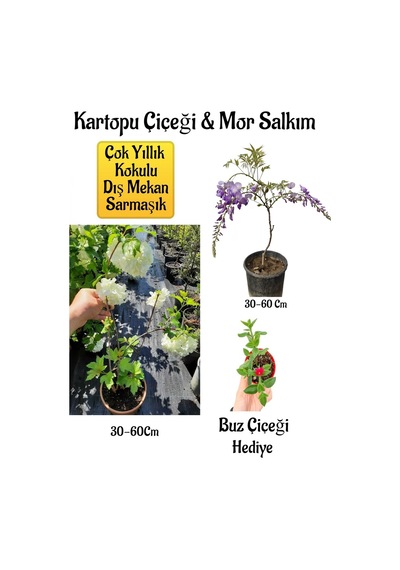 Mis Kokulu Hanımeli Çiçeği 1 Adet+telgraf Çiçeği Hediye Peyzaj Seti