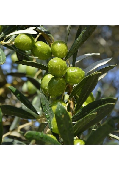 Tüplü Portekiz Menşei Galega Zeytini Fidanı