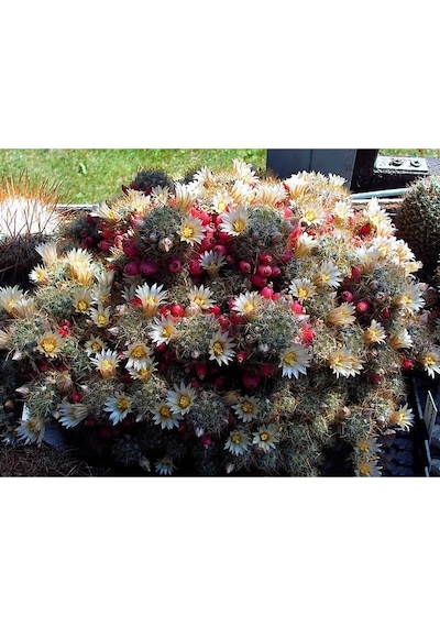Mammillaria Prolifera Teksas Meme Kaktüsü Krem Çiçek Açan Kaktüs