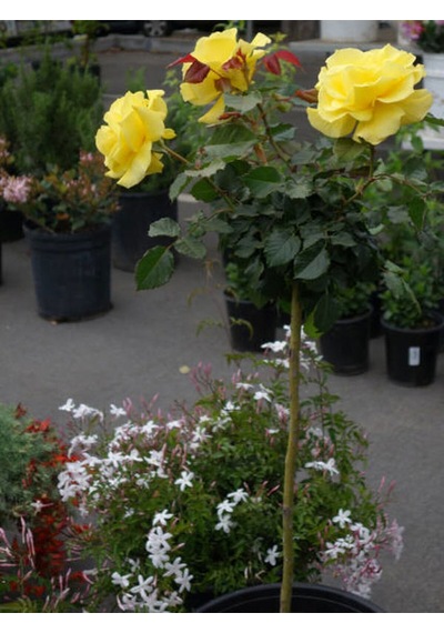 Videolu Yediveren Sarı Gül 10-15 Cm Saksılı/tüplü 1 Adet Aşılı Gül Yellow Rose